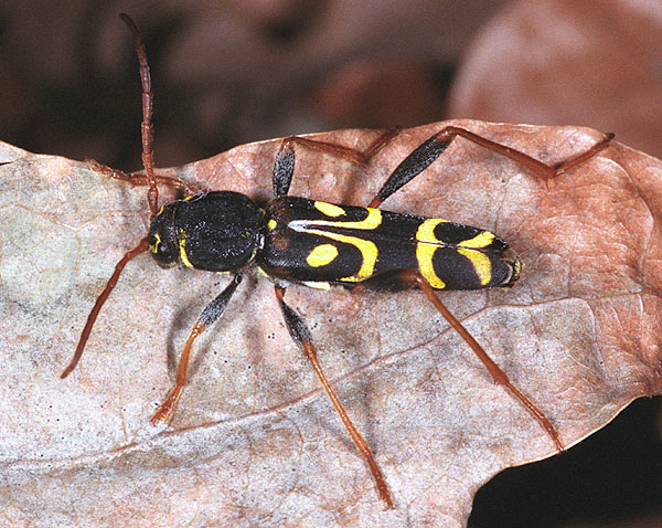 Clytus tropicus