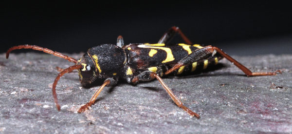 Clytus tropicus