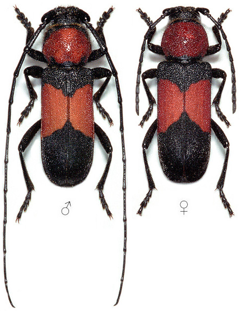 Purpuricenus wachanrui