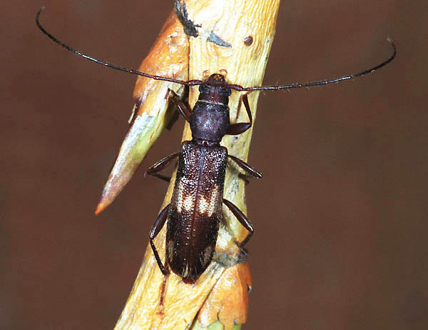 Penichroa fasciata