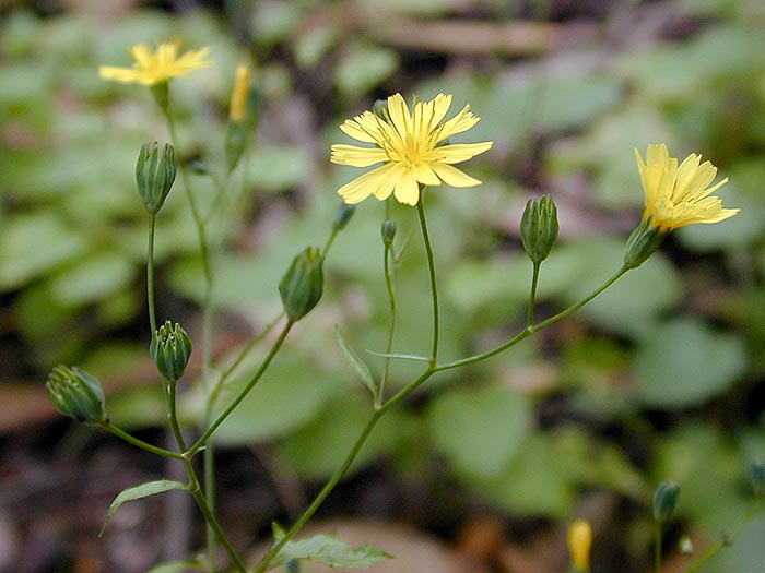 Lapsana communis