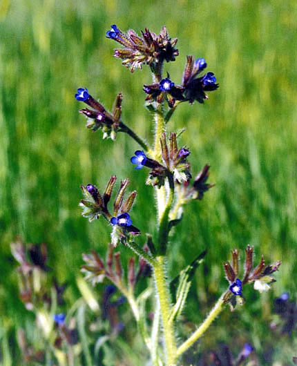 Anchusa cf. barrelieri