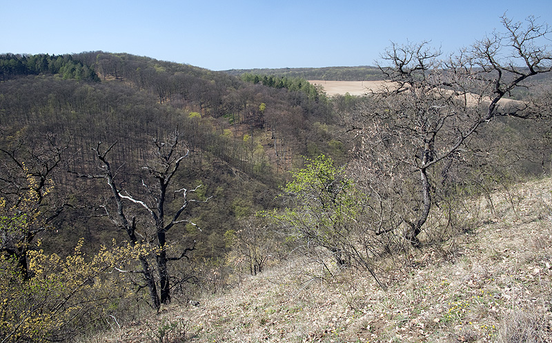 Ropalopus varini - habitat