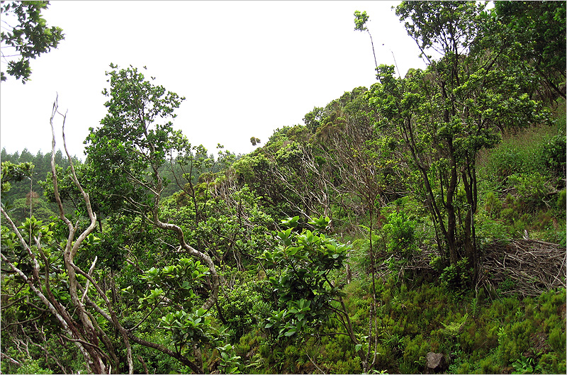 Crotchiella brachyptera - typical habitat