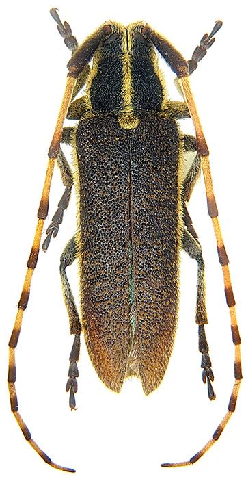 Agapanthia obydovi