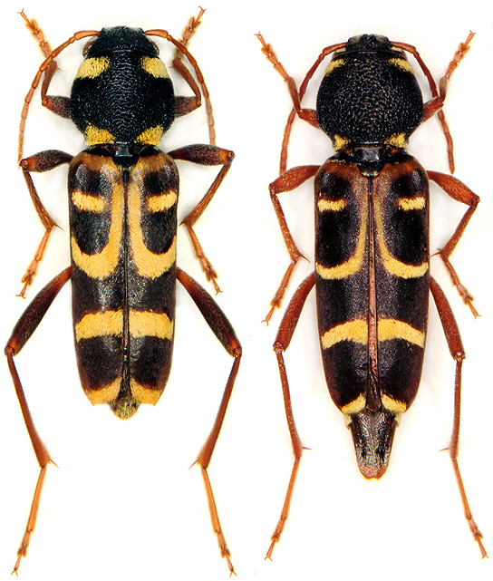 Xylotrechus arvicola