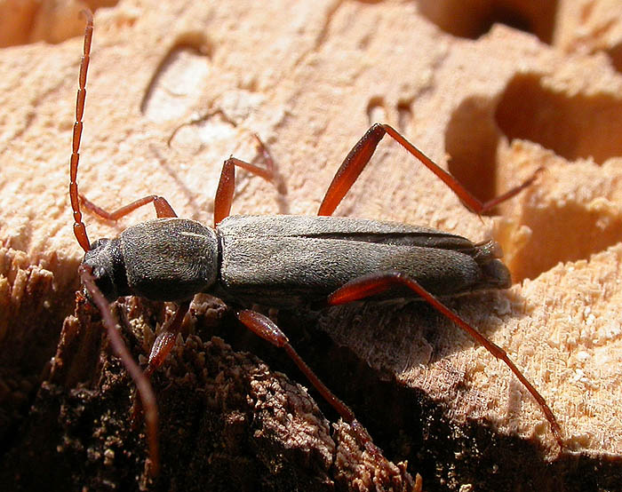 Isotomus barbarae