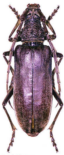 Neoplocaederus caroli