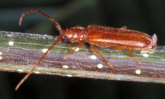 Lioderina linearis