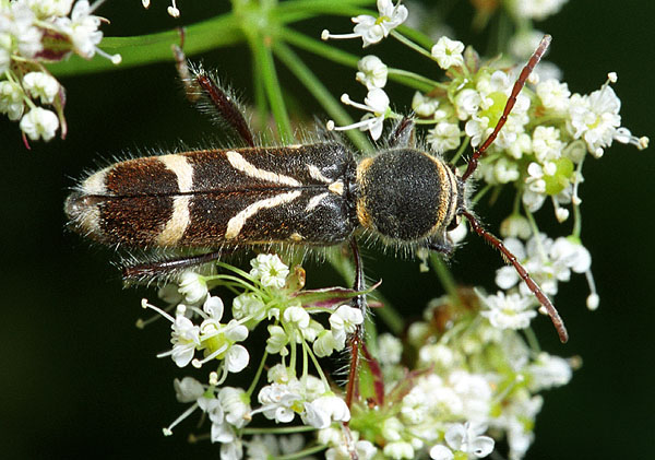 Cyrtoclytus capra