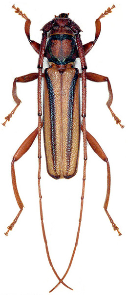 Xystocera globosa