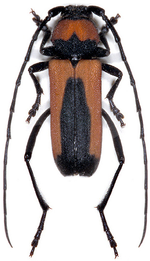 Purpuricenus interscapillatus nudicollis