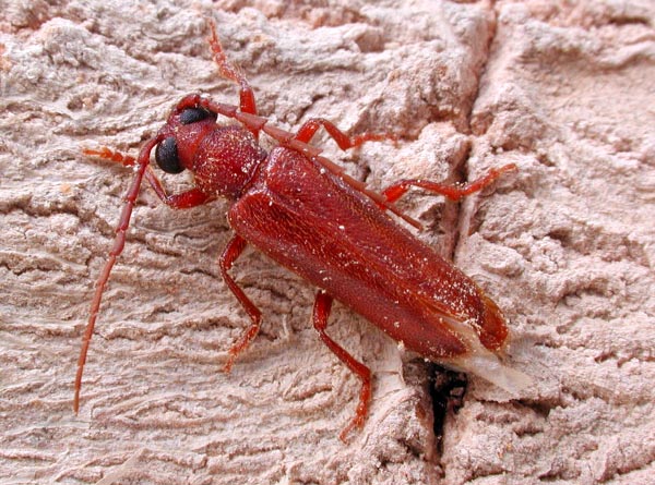 Daramus major macrops