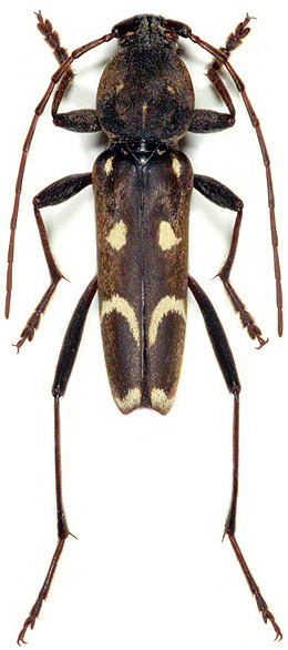 Isotomus jarmilae