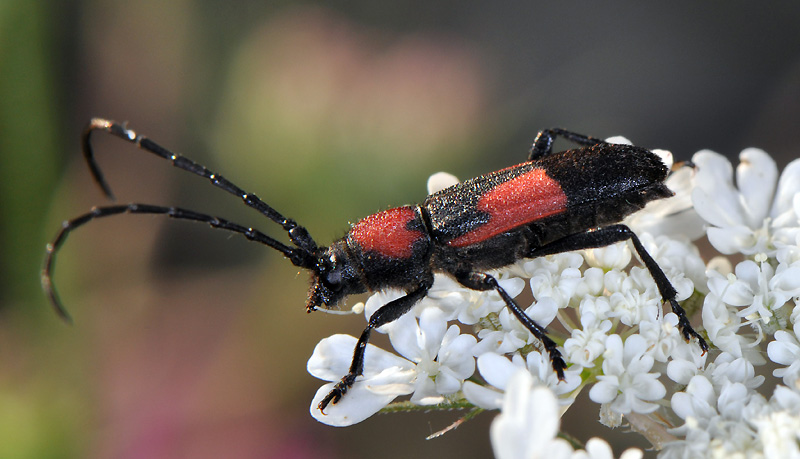 Purpuricenus wachanrui - female