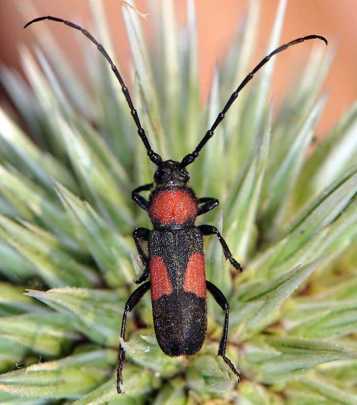 Purpuricenus wachanrui - female