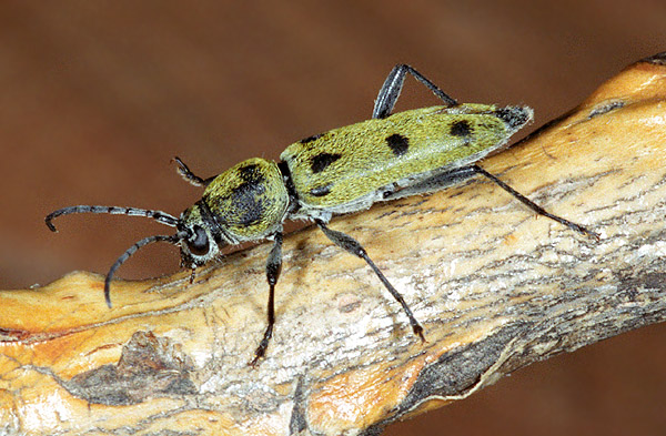 Chlorophorus glabromaculatus