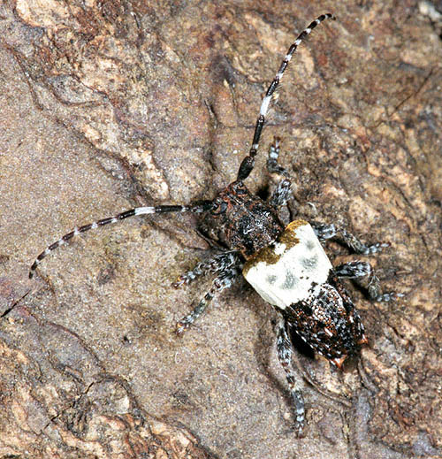 Pogonocherus hispidulus