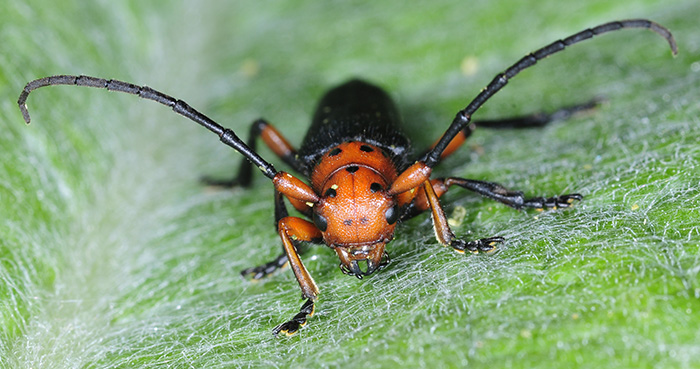 Phytoecia puncticollis puncticollis