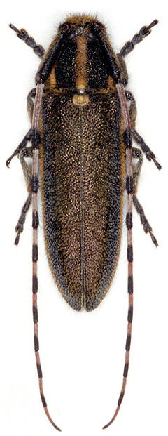 Agapanthia lateralis