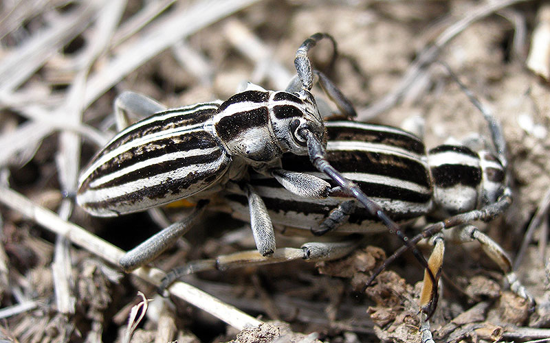 Dorcadion grande - female