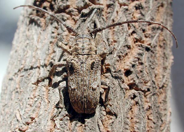 Crossotus subocellatus