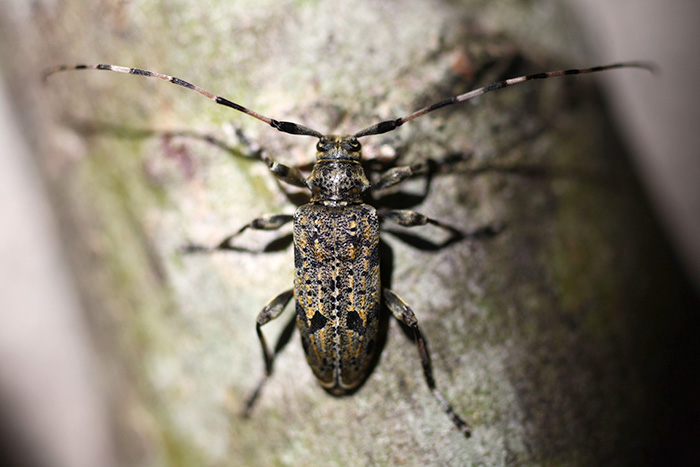 Acanthocinus xanthoneurus