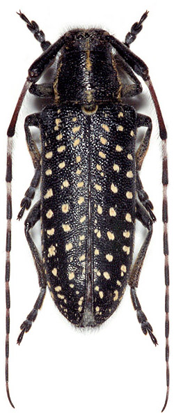 Agapanthia irrorata