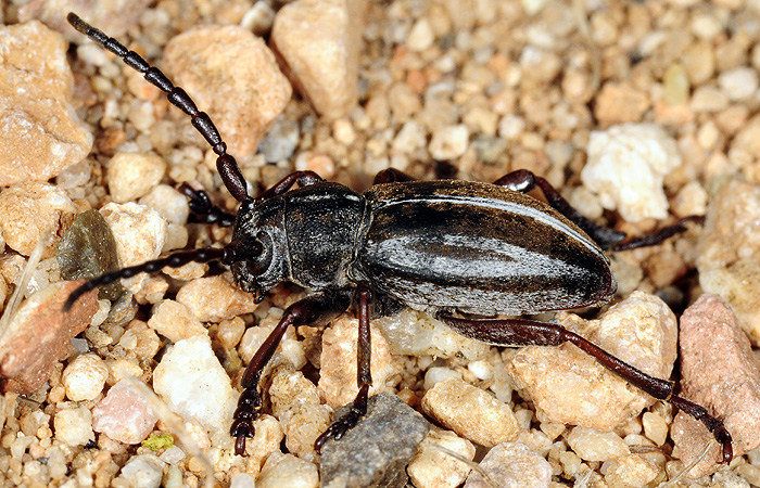 Dorcadion krueperi