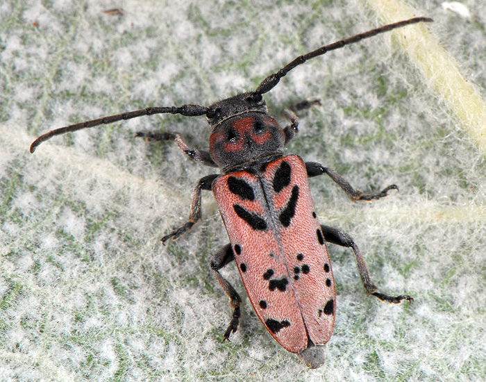 Phytoecia armeniaca armeniaca