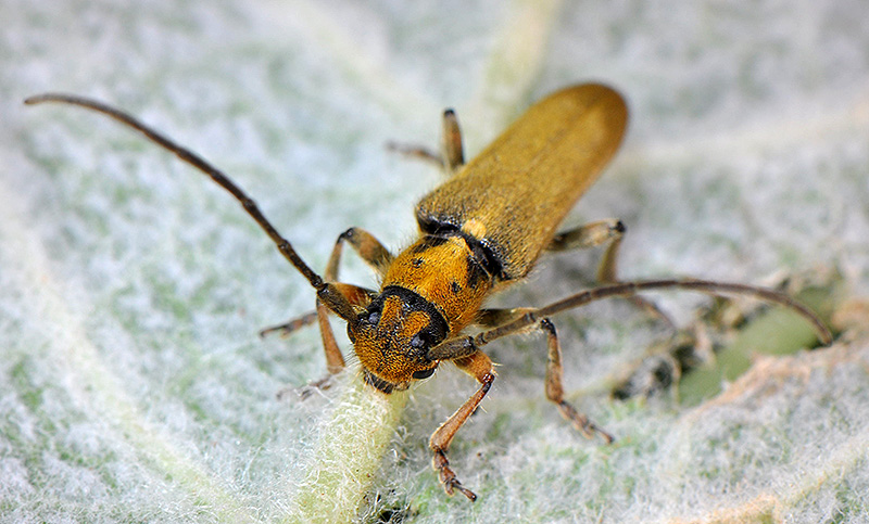 Phytoecia suworovi