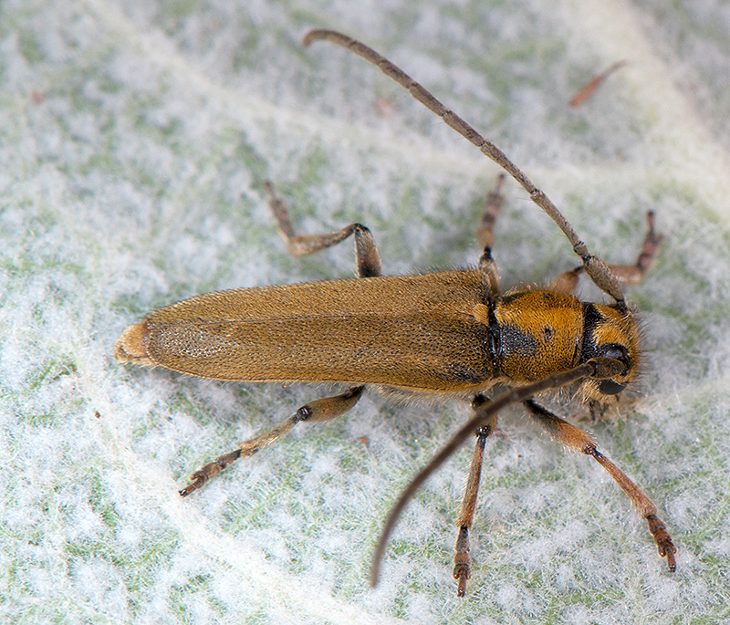 Phytoecia suworovi