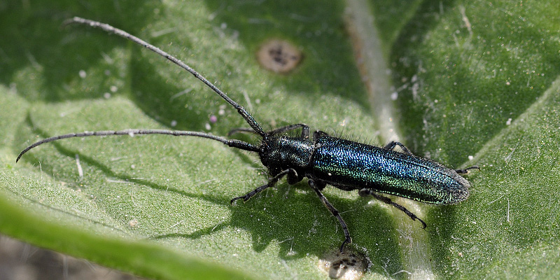 Agapanthia persicola