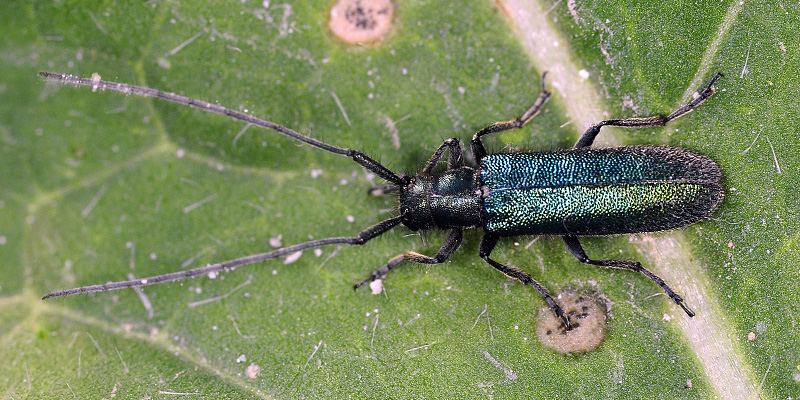 Agapanthia persicola