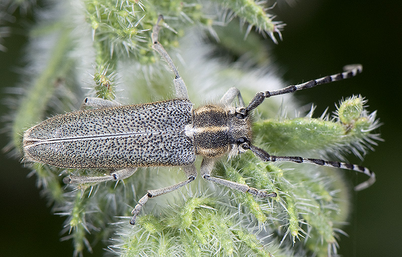 Oxylia argentata