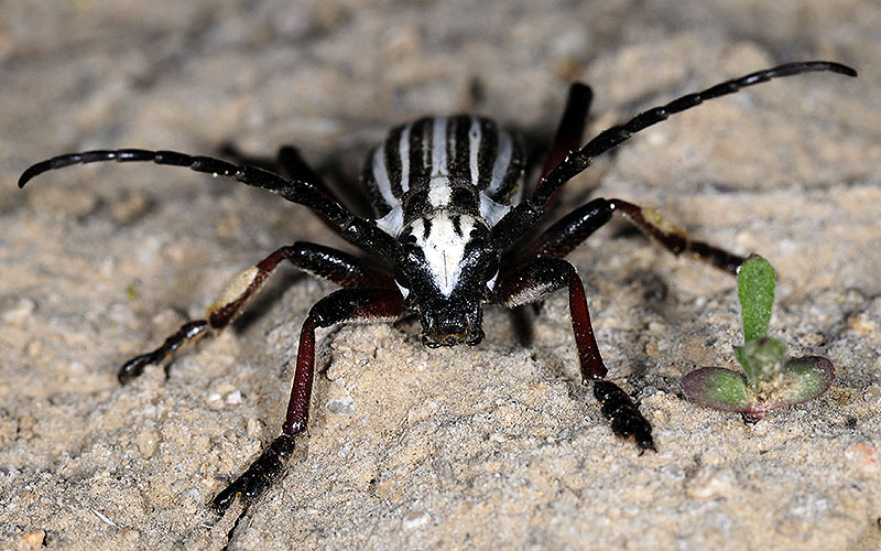 Dorcadion archarlense male