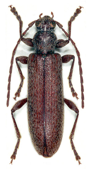 Oxypleurus nodieri