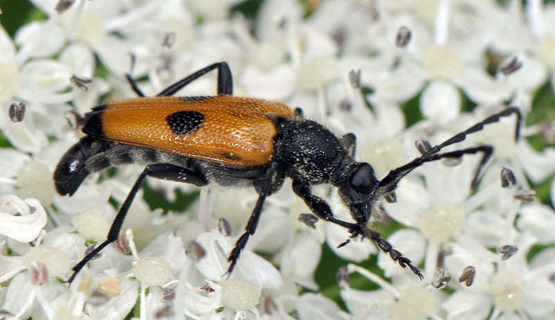 Batesiata tesserula