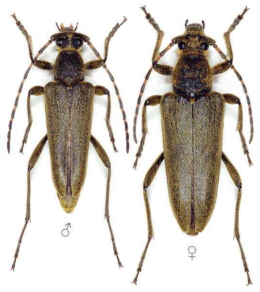 Lepturobosca virens