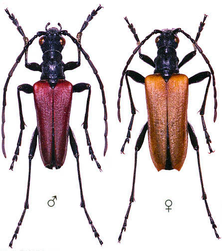 Stenocorus heterocerus heterocerus