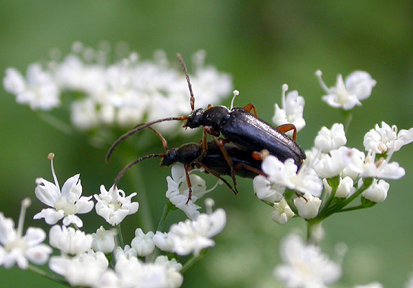 Alosterna ingrica