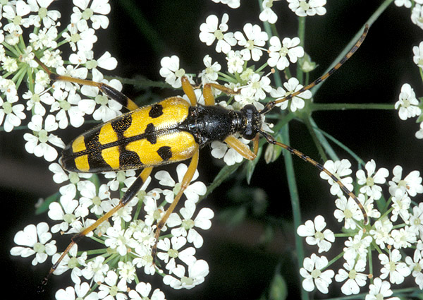 Rutpela maculata