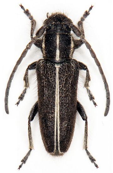 Phytoecia ganglbaueri