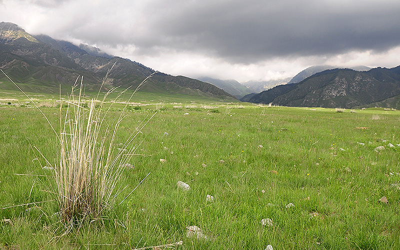 Dorcadion semenovi semenovi - typical habitat