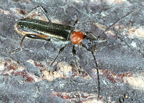 Callimus abdominalis