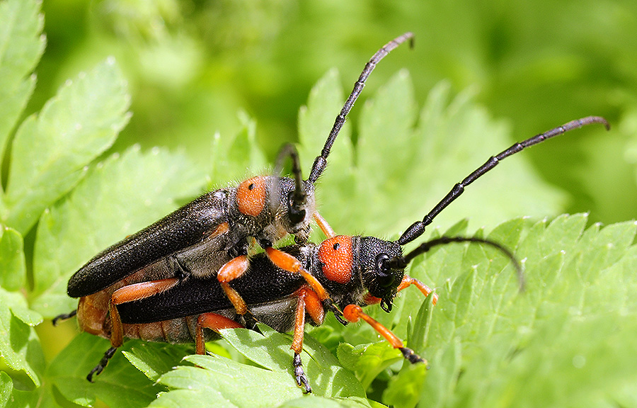 Phytoecia affinis affinis