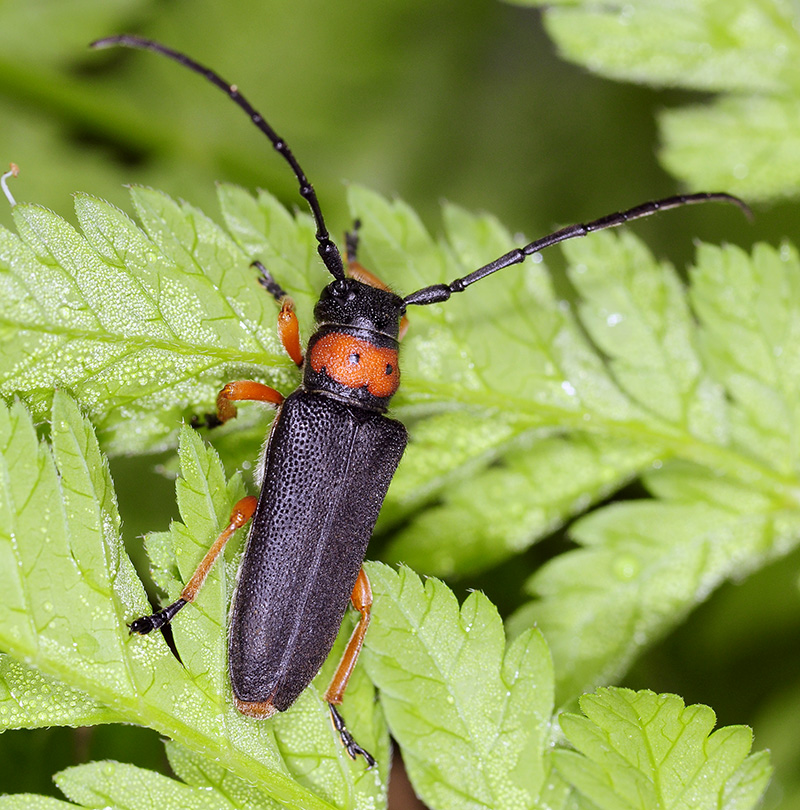 Phytoecia affinis affinis