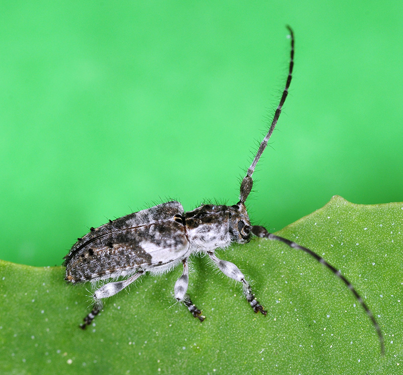 Pogonocherus perroudi perroudi