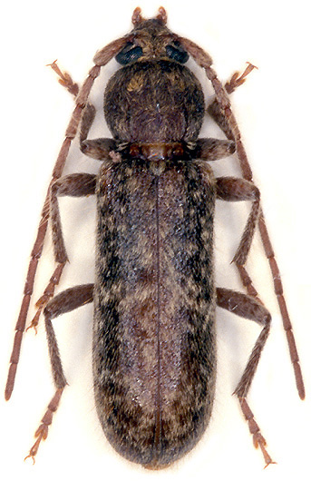 Trichoferus fasciculatus senex