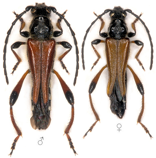 Stenopterus atricornis